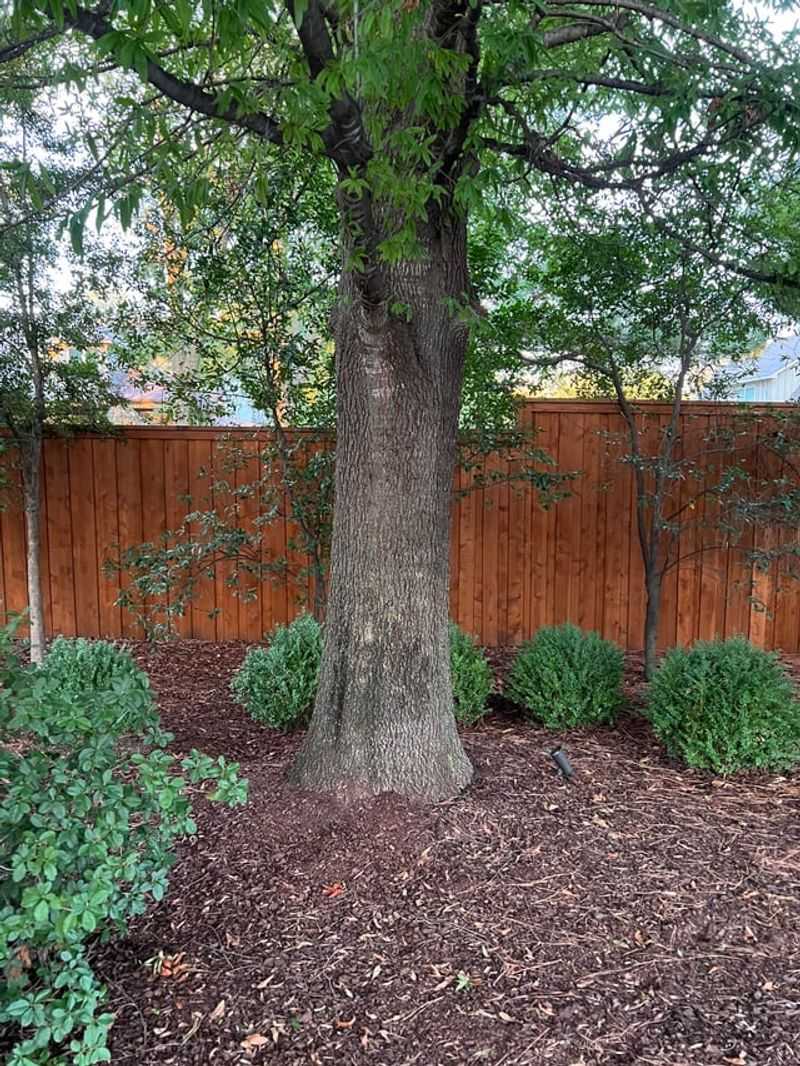 Treat A Fence-Post Trunk As A Planting-Depth Warning Treat A Fence-Post Trunk As A Planting-Depth Warning