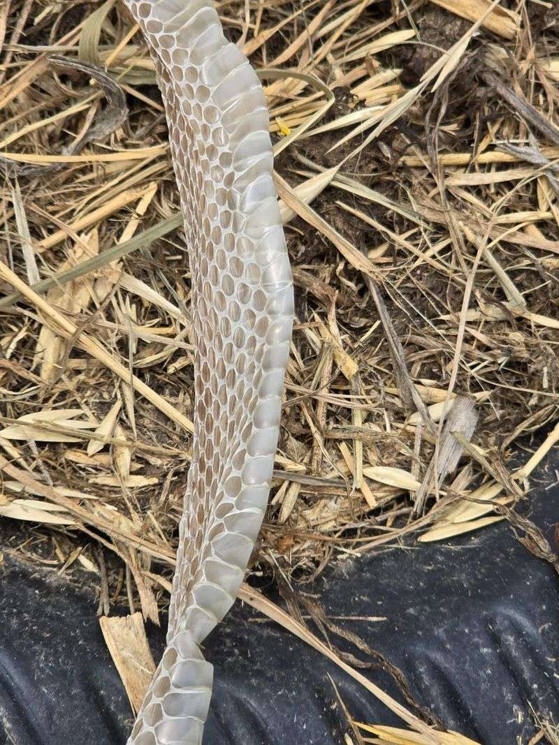 Treat A Shed Snakeskin As Evidence Of Repeated Use, Not A Permanent Resident