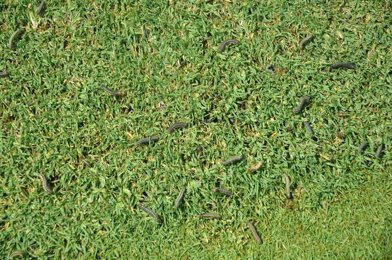 Treat Armyworms Early Before They Strip More Turf Treat Armyworms Early Before They Strip More Turf