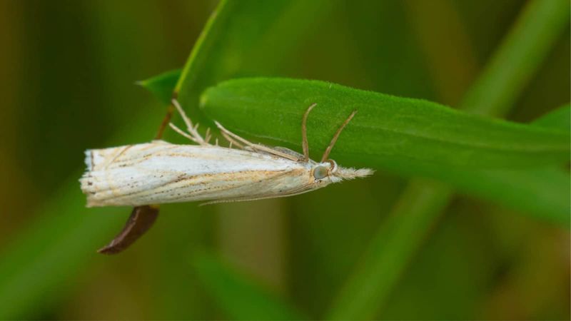 Treat Fluttering Lawn Moths As A Clue Rather Than The Main Target