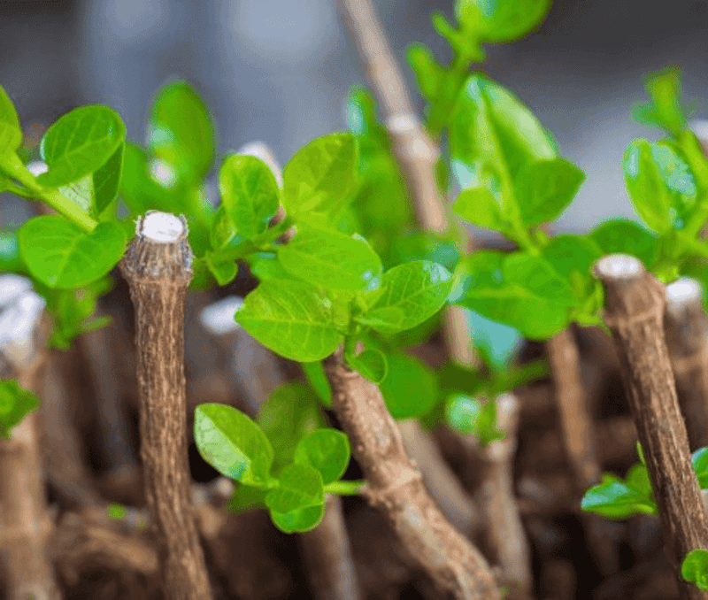 Treat Leaves and Tug Resistance as Clues, Not Rooting Proof Treat Leaves and Tug Resistance as Clues, Not Rooting Proof