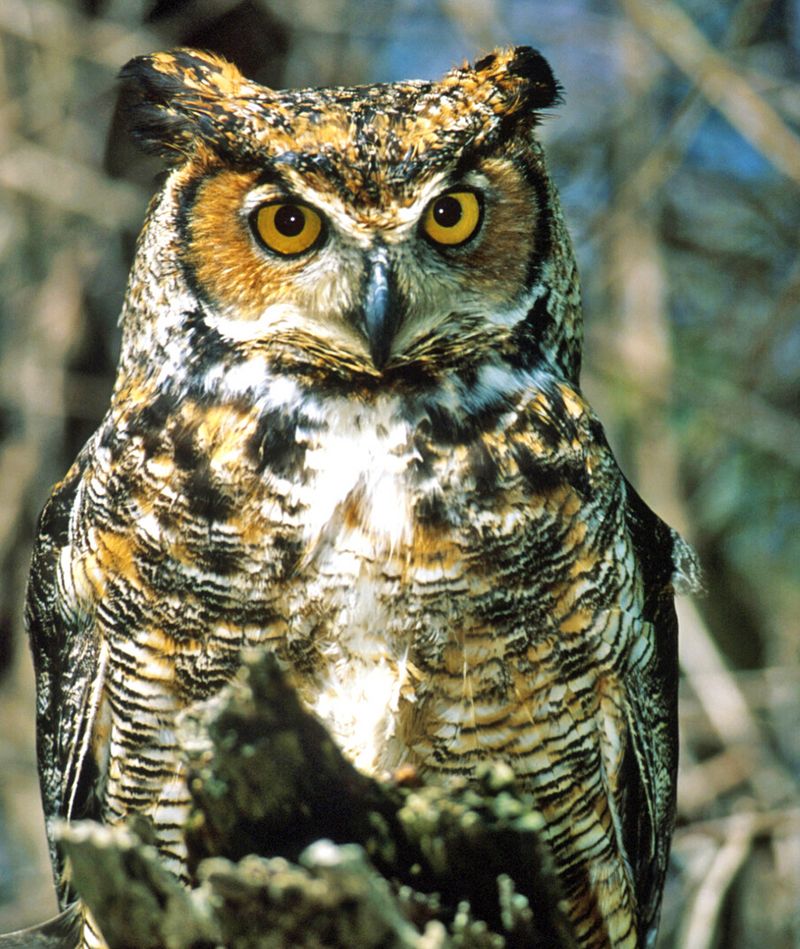 Treat Owls As Helpers, Not Complete Mouse Control