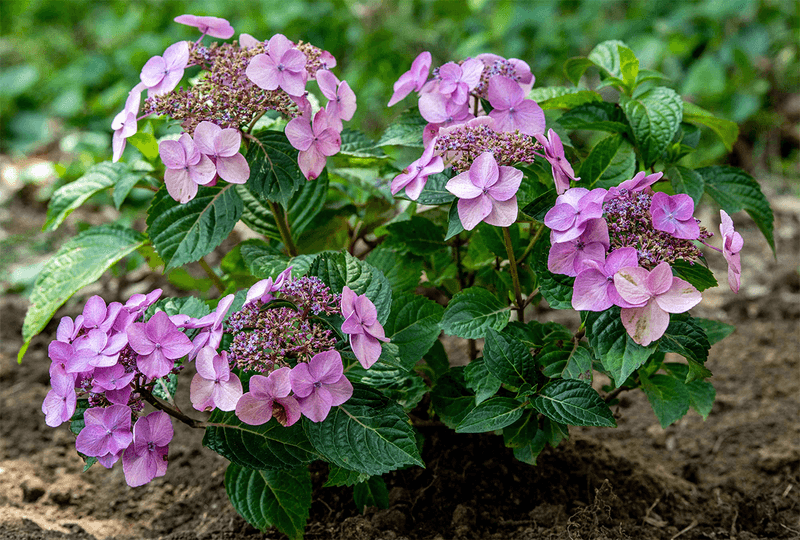Treat Reblooming Varieties Differently