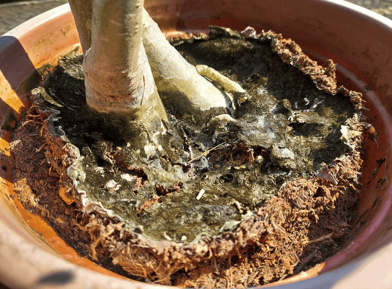 Treat Soggy Soil As A Warning Instead Of A Seasonal Quirk Treat Soggy Soil As A Warning Instead Of A Seasonal Quirk
