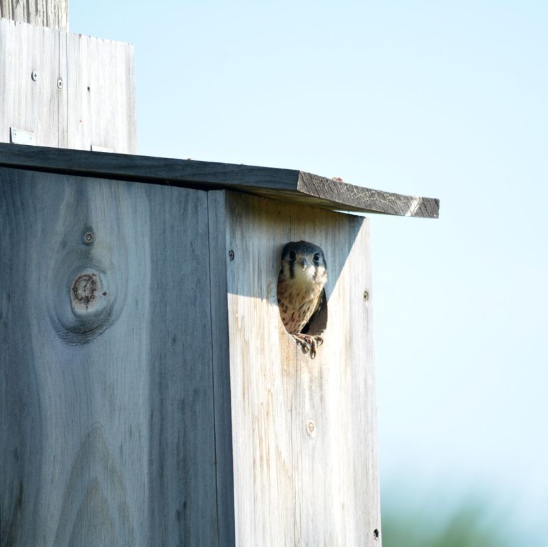 Treat a kestrel nest box as a long-term habitat project