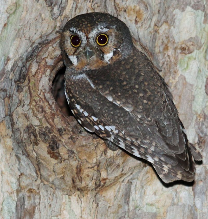 Treat an Elf Owl as a seasonal habitat bonus Treat an Elf Owl as a seasonal habitat bonus