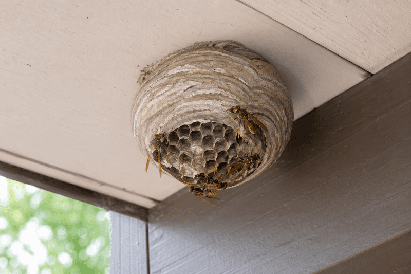 Treat an active nest beside the entrance as a safety concern