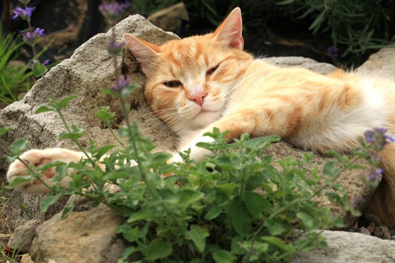 Treat catnip as a garden choice, not a protection plan