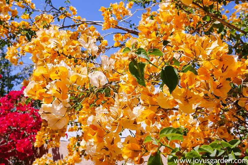 Treat fall planting as conditional