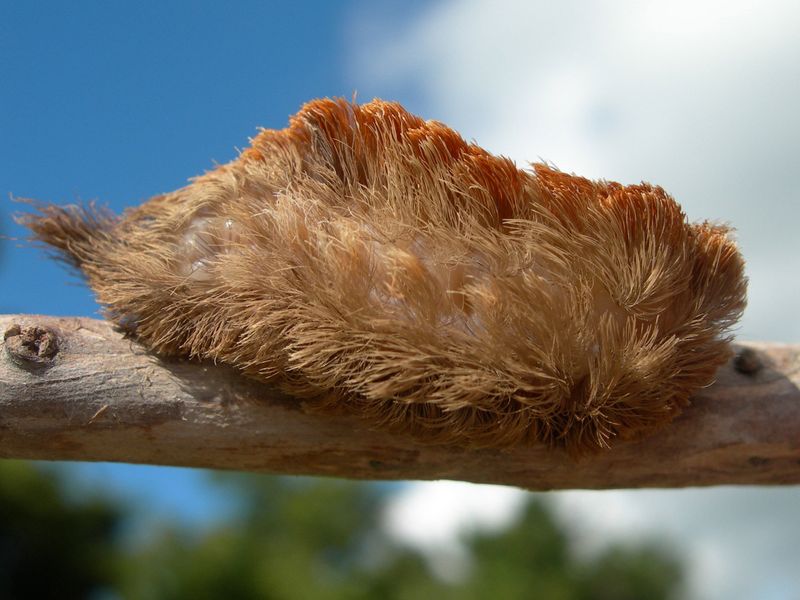 Treat fuzz as a warning, not a diagnosis