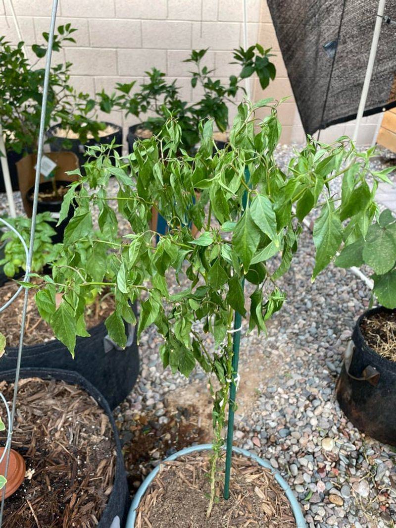 Treat pepper symptoms by their causes, not with a banana Treat pepper symptoms by their causes, not with a banana