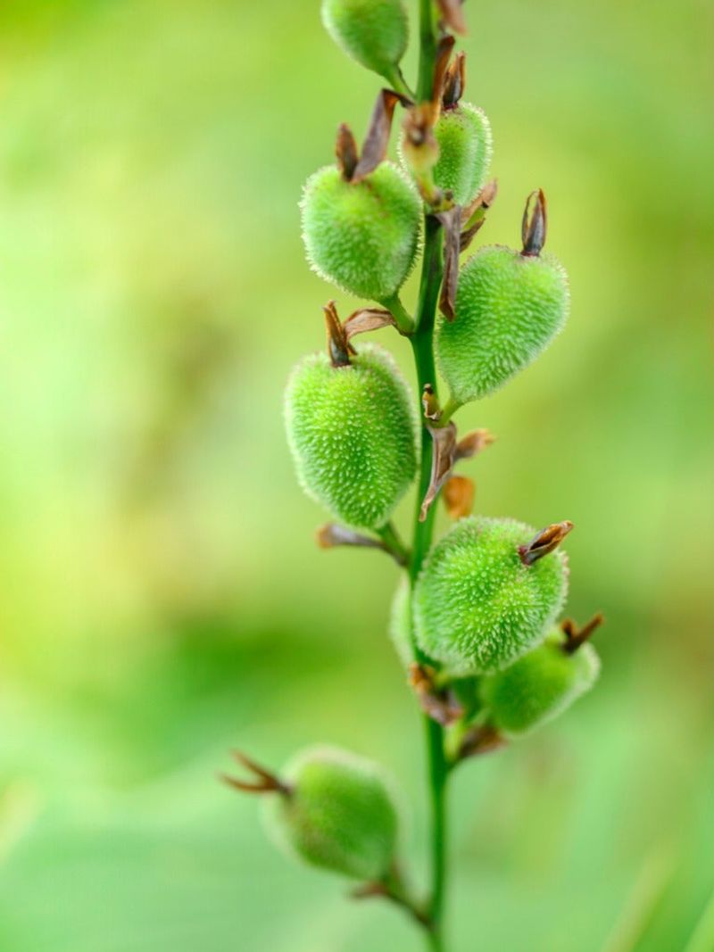 Treat seed pods as a choice, not a rebloom switch