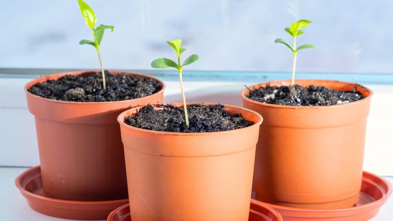 Treat the Arizona windowsill as a temporary nursery Treat the Arizona windowsill as a temporary nursery