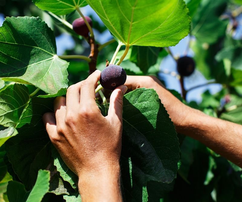 Treat the pinch as an option, not a harvest guarantee Treat the pinch as an option, not a harvest guarantee