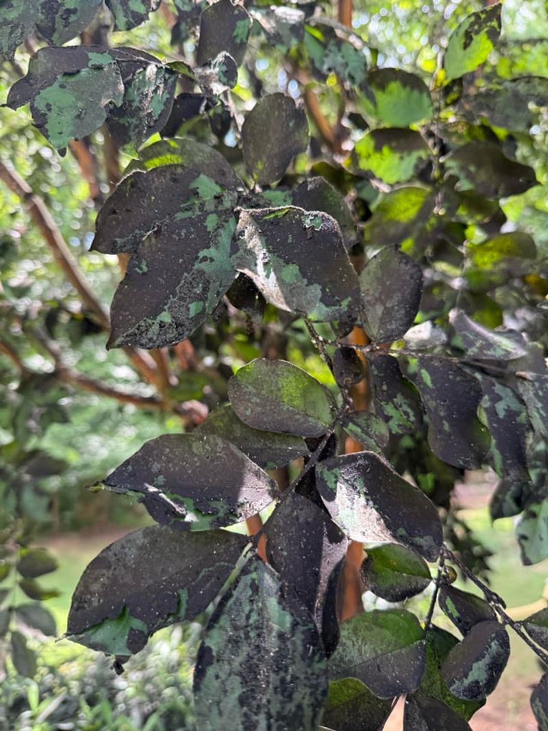 Treating Bark From Roots To Surface