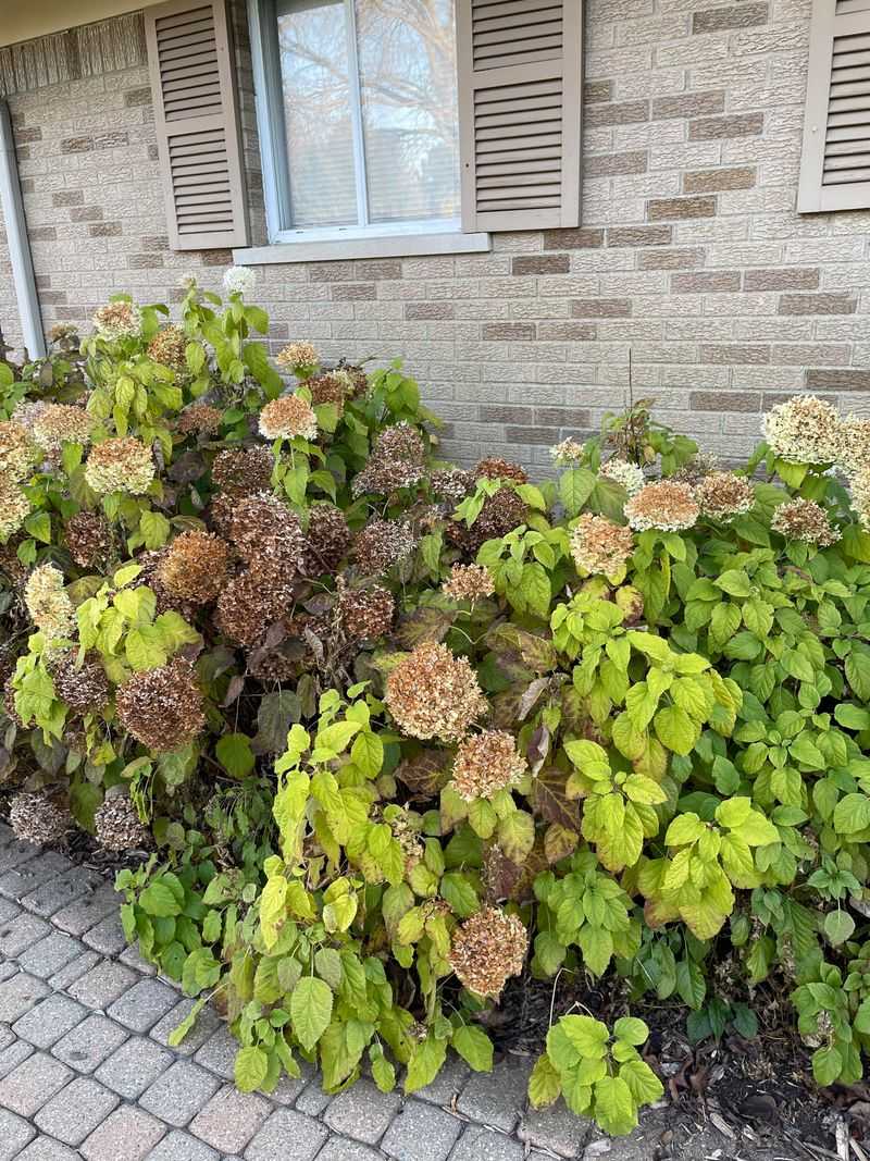 Treating Every Hydrangea The Same Treating Every Hydrangea The Same