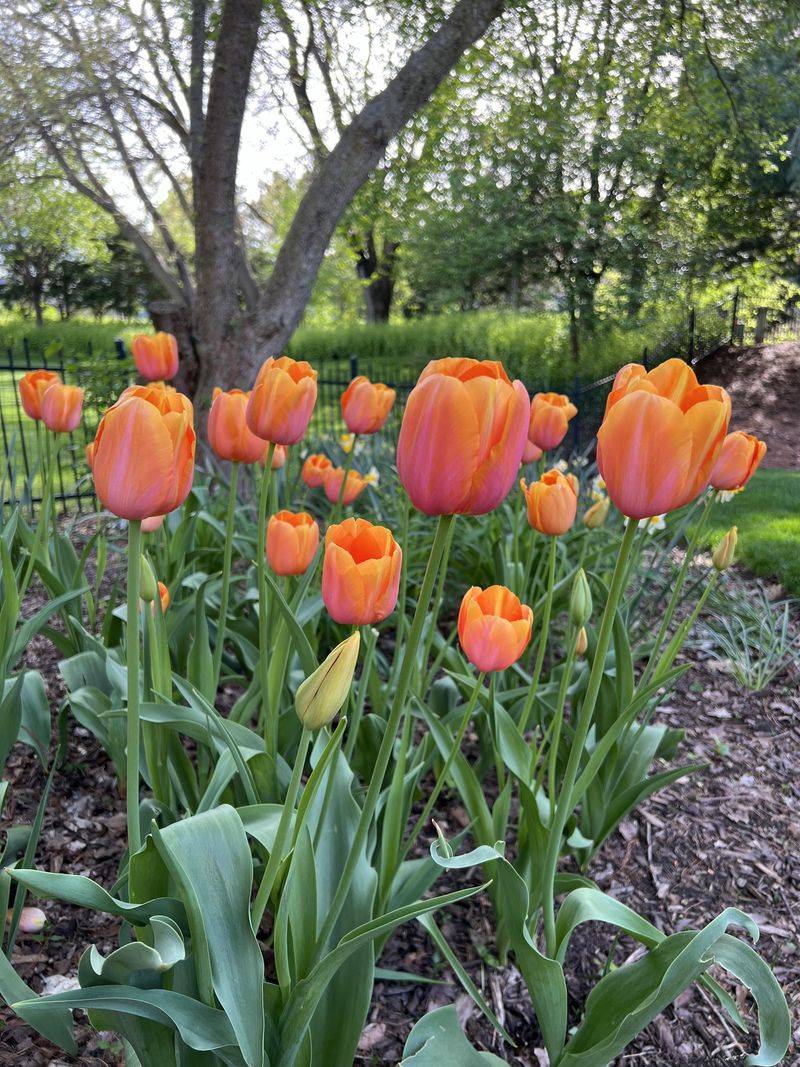 Treating Tulips As Annuals Can Give More Reliable Spring Color Treating Tulips As Annuals Can Give More Reliable Spring Color