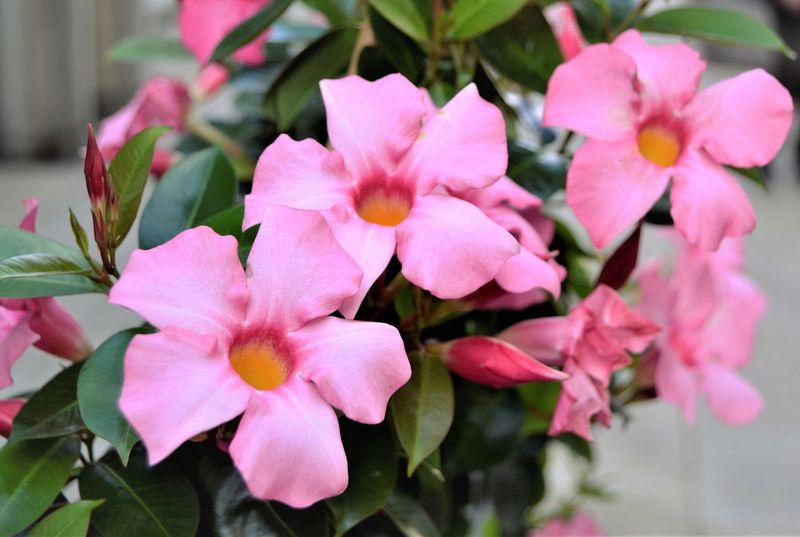 Treating Winter Growth Like Summer Growth Treating Winter Growth Like Summer Growth