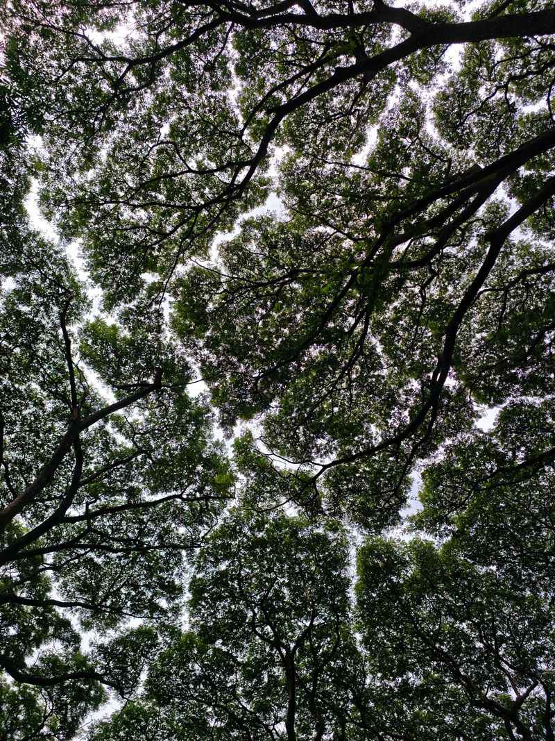 Tree Canopies Act Like Concert Halls