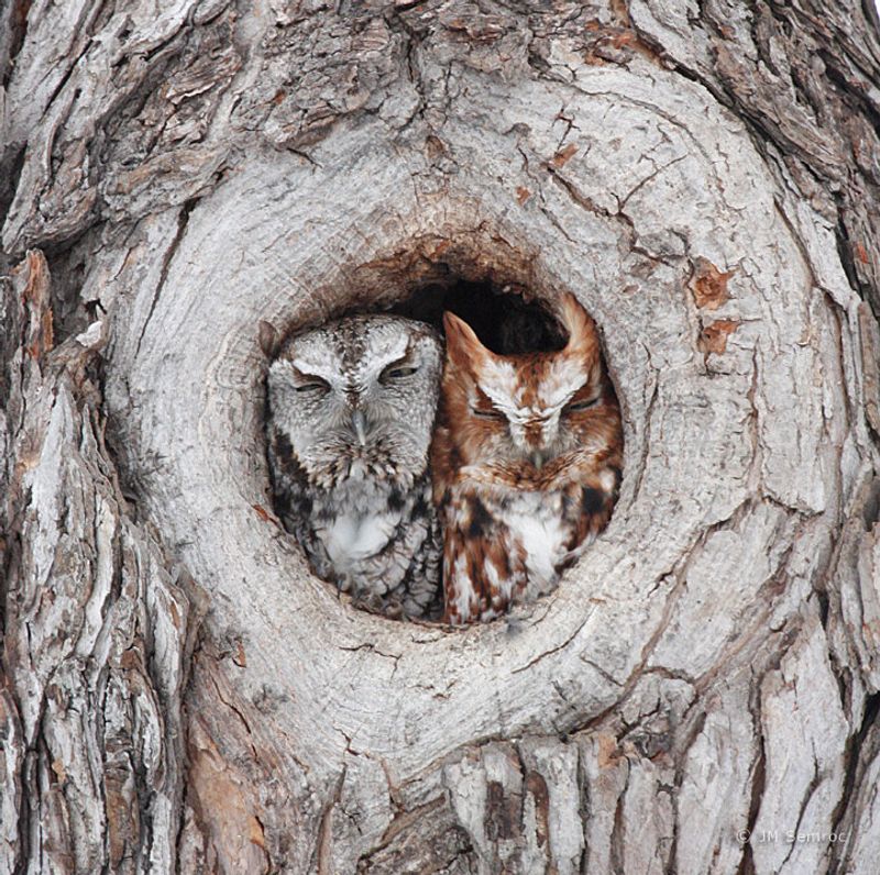 Tree Cavities Become Daytime Hideouts