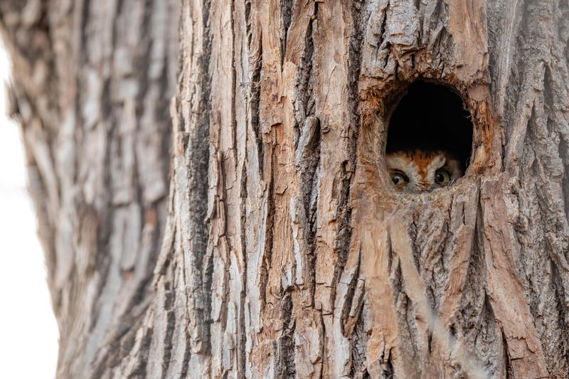 Tree Cavities Can Reveal Where An Owl Spends The Day Tree Cavities Can Reveal Where An Owl Spends The Day