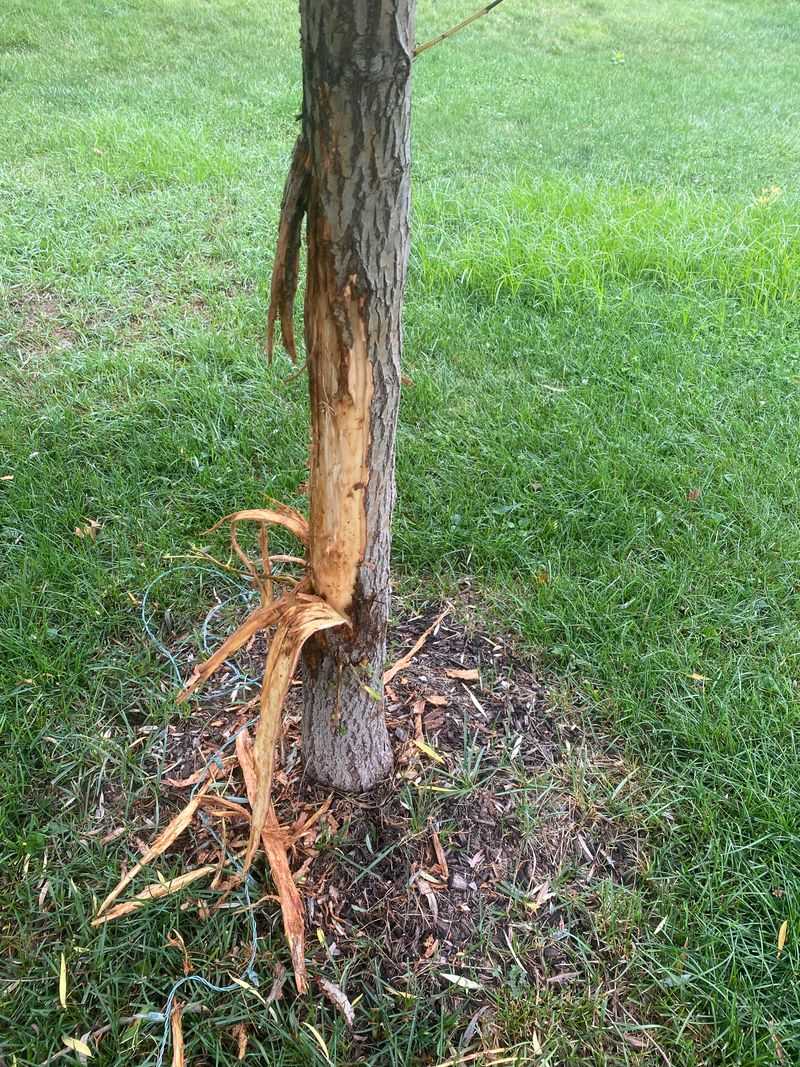 Tree Health After A Girdled Trunk