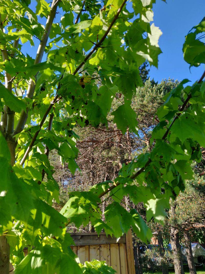 Tree Health And The Seasons Ahead