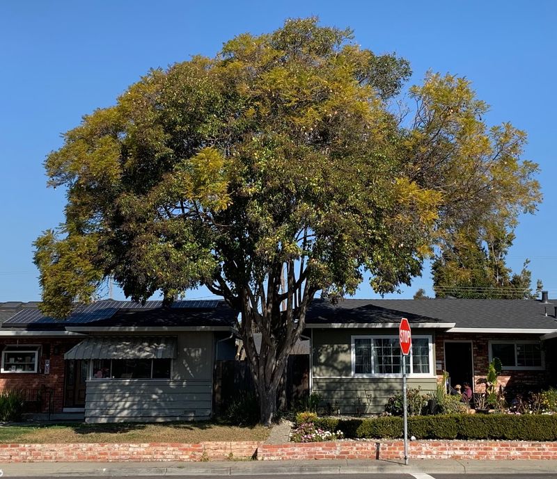 Tree Location Does Not Always Decide Liability Tree Location Does Not Always Decide Liability