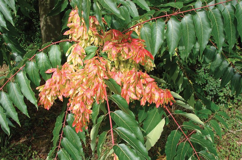 Tree Of Heaven