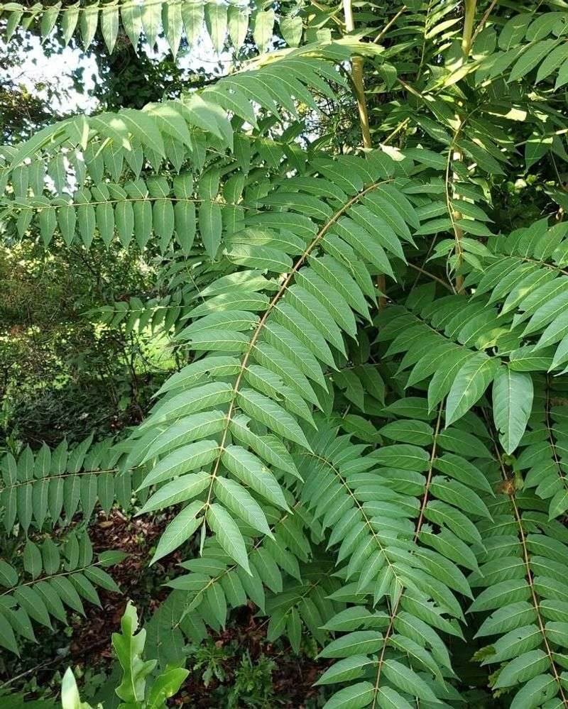 Tree Of Heaven And The Habitat Connection