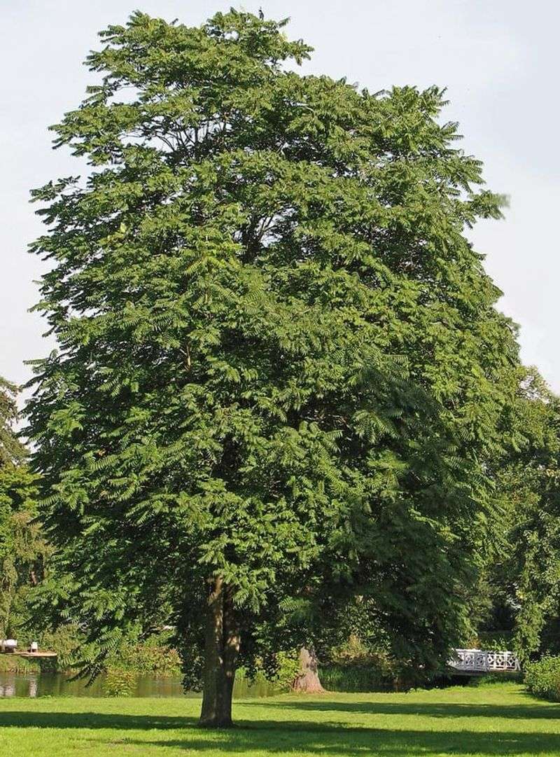 Tree-Of-Heaven Draws Them In