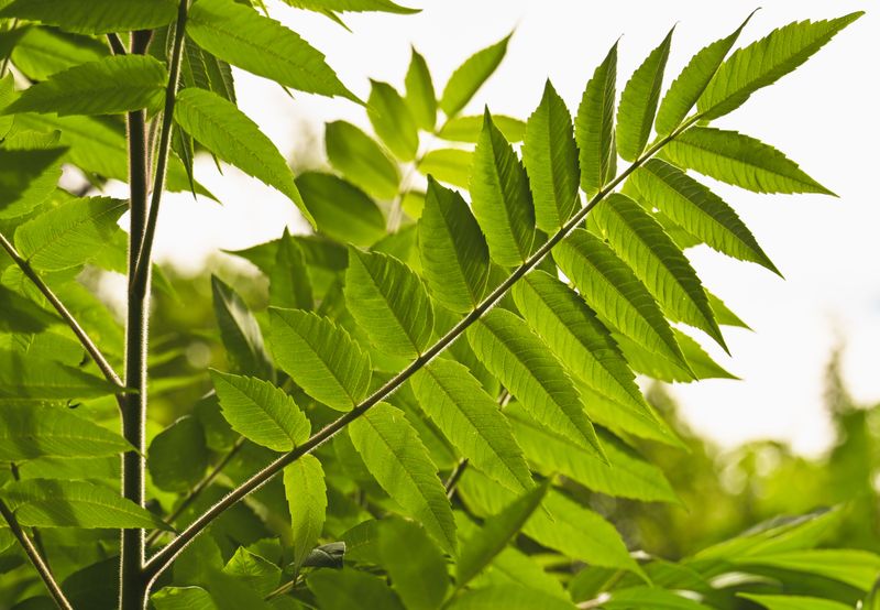 Tree Of Heaven In Your Yard Explains A Lot Tree Of Heaven In Your Yard Explains A Lot