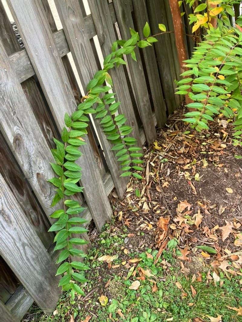 Tree-Of-Heaven Is Often Confused With Native Trees Tree-Of-Heaven Is Often Confused With Native Trees