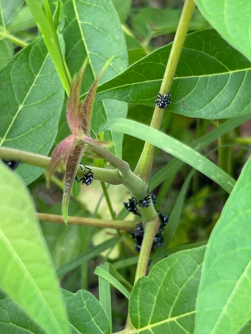 Tree Of Heaven Is The First Tree Spotted Lanternflies Seek Tree Of Heaven Is The First Tree Spotted Lanternflies Seek