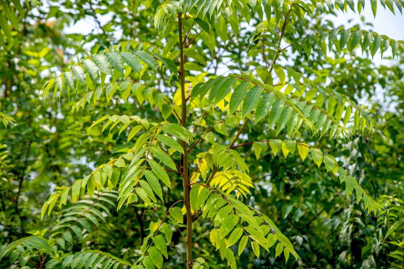 Tree Of Heaven Leaves Leak Growth Blockers Into Soil Tree Of Heaven Leaves Leak Growth Blockers Into Soil