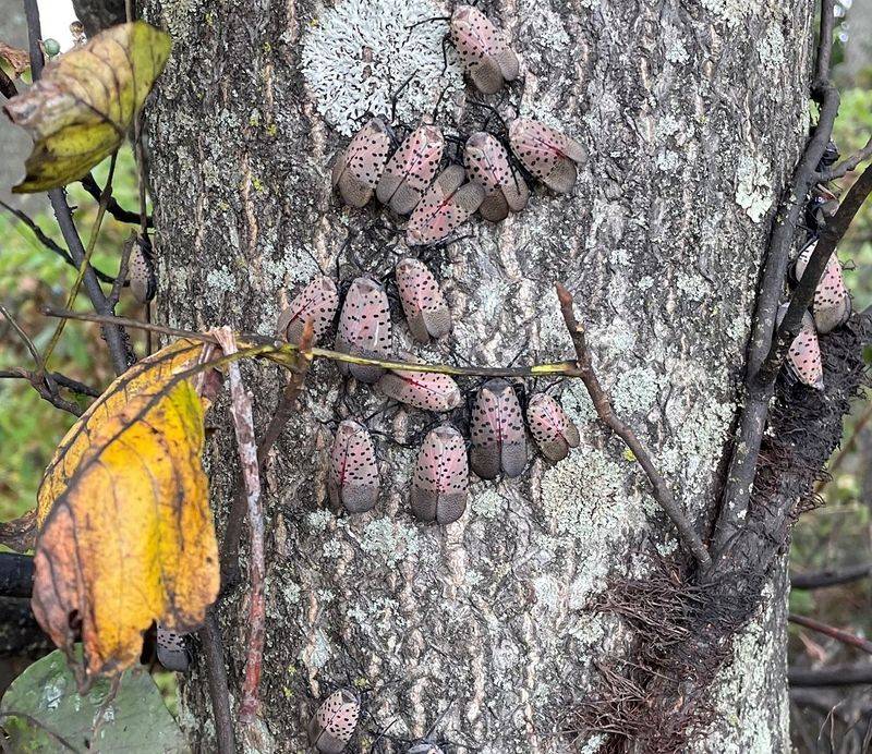 Tree Of Heaven Nearby May Be Part Of The Pattern Tree Of Heaven Nearby May Be Part Of The Pattern