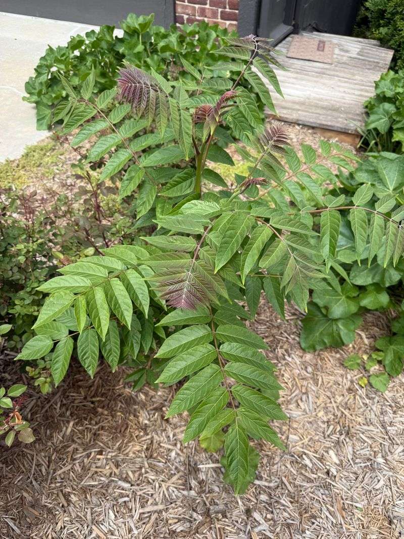 Tree-Of-Heaven Spreads Faster Than Many Trees Tree-Of-Heaven Spreads Faster Than Many Trees
