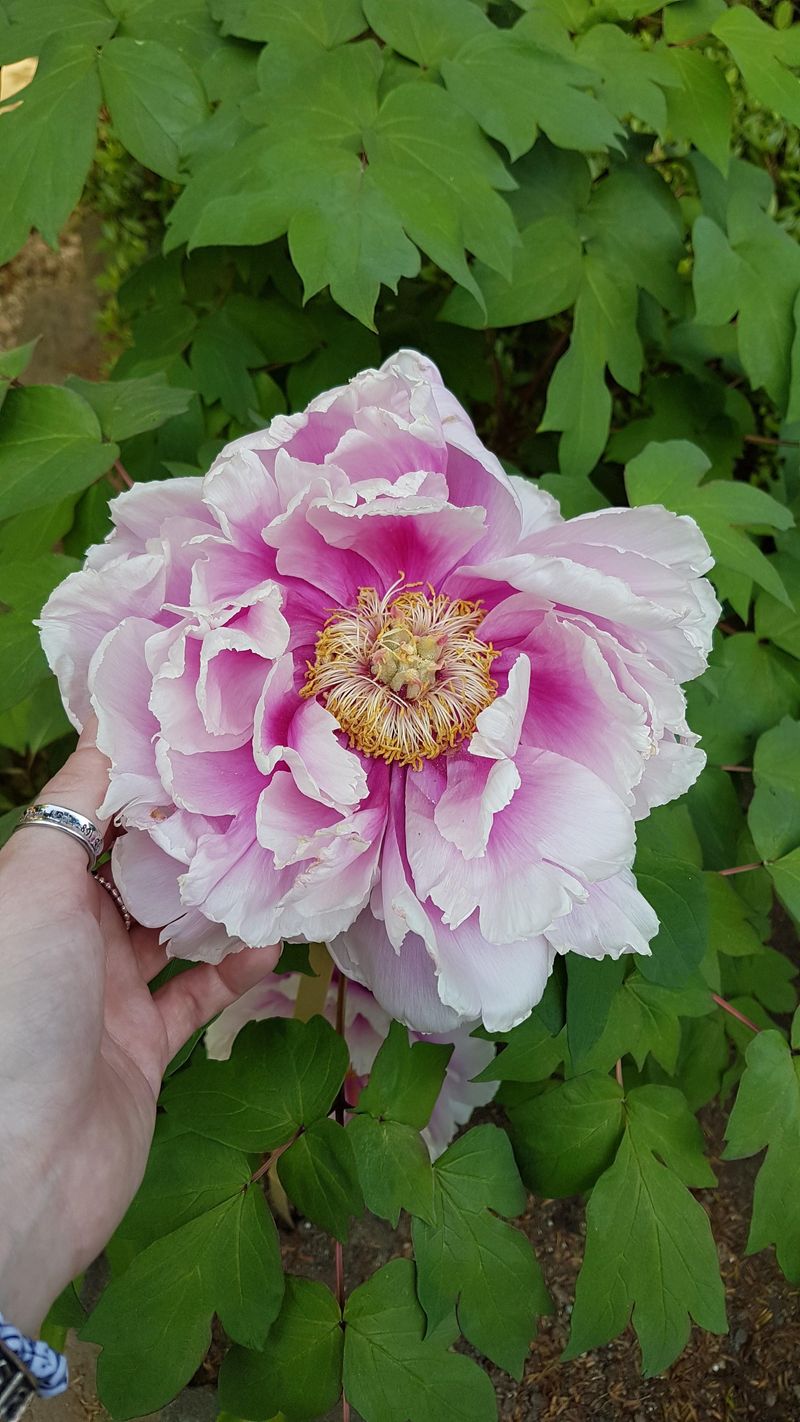 Tree Peonies Handle Warm Winters Better