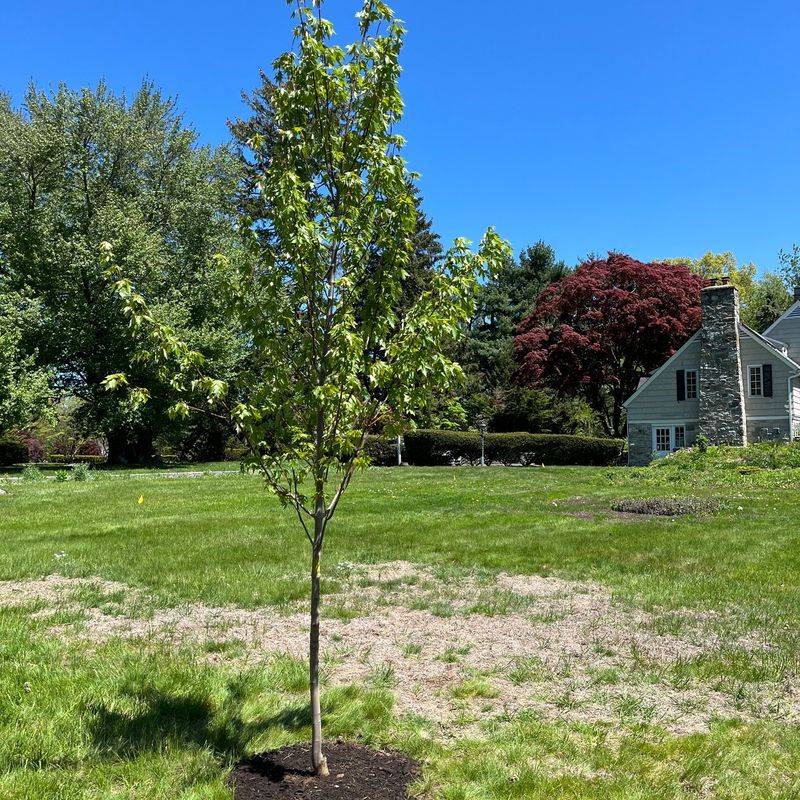 Tree Recovery And Long Term Yard Habits Tree Recovery And Long Term Yard Habits