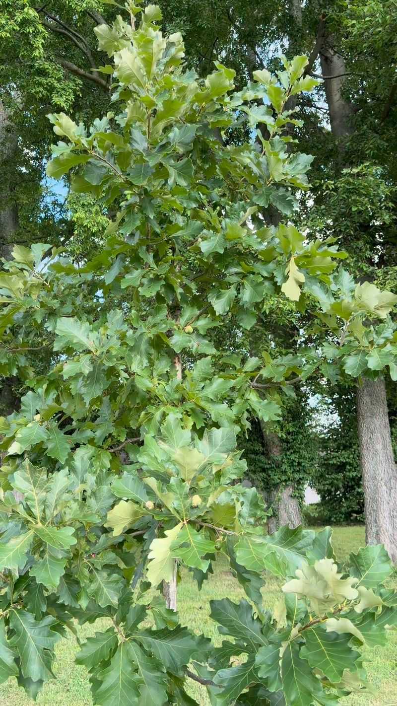 Tree Species Known For This Late Flush Tree Species Known For This Late Flush