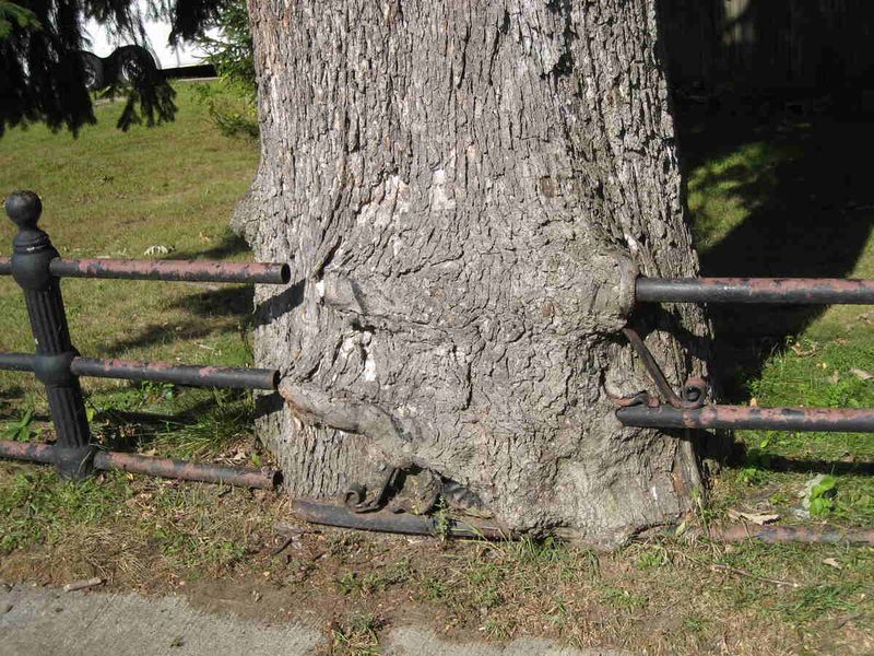 Tree ownership and attached fruit are separate questions