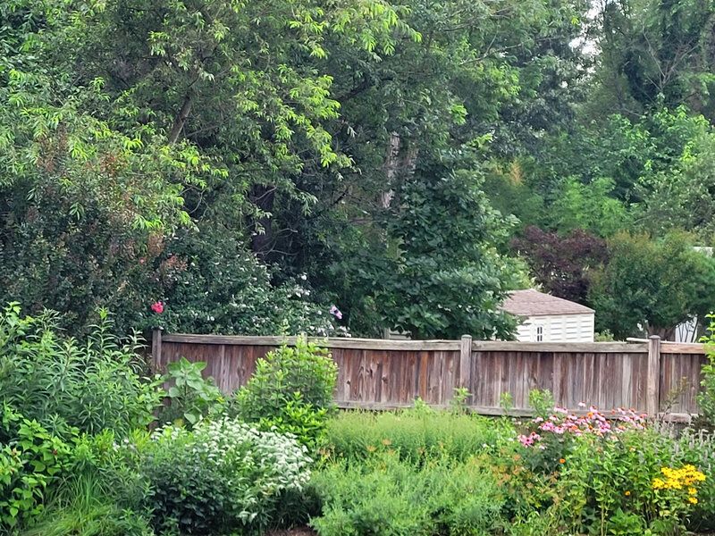 Trees Already Receiving Nutrients From Fertilized Lawn Areas