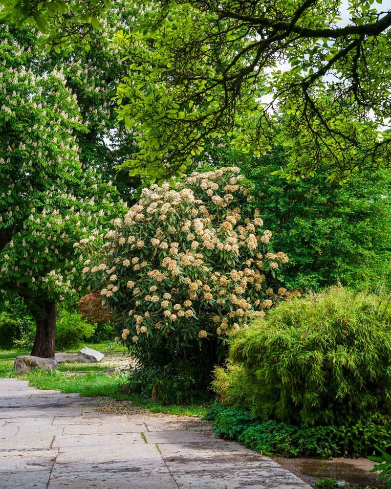 Trees And Shrubs They Tend To Favor