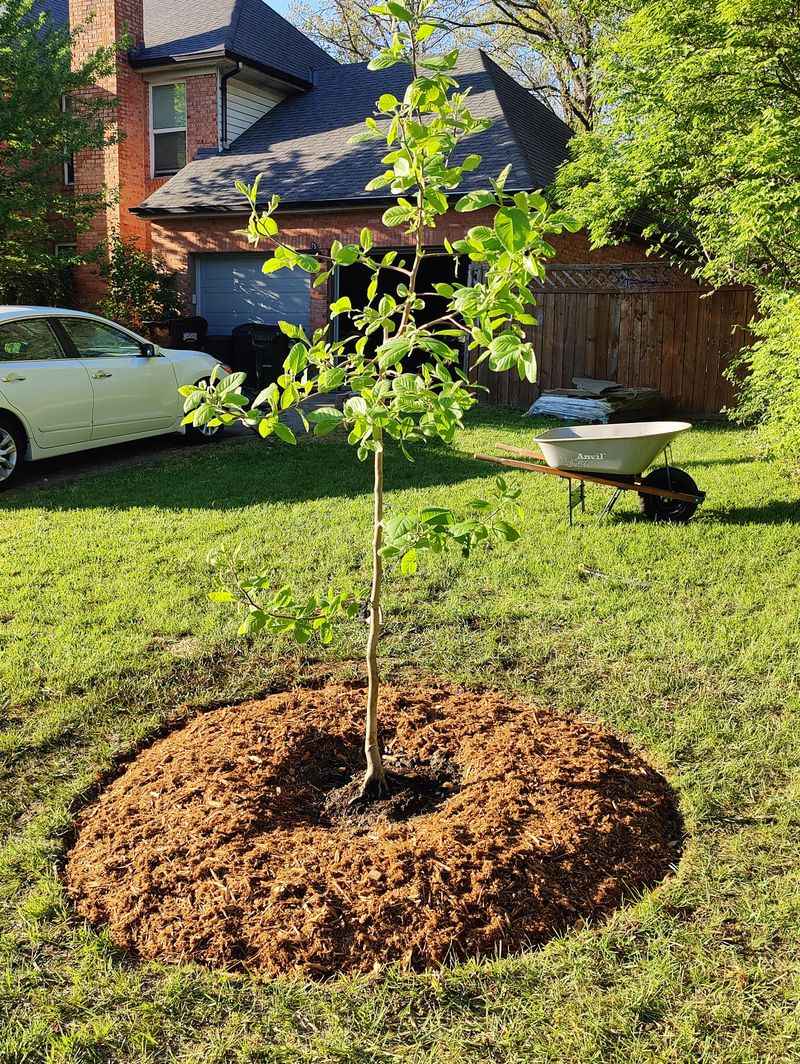 Trees And Shrubs While Roots Keep Growing Trees And Shrubs While Roots Keep Growing
