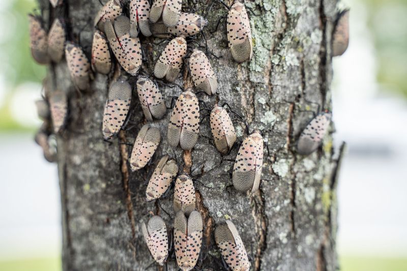 Trees And Vines On The Lanternfly Menu Trees And Vines On The Lanternfly Menu