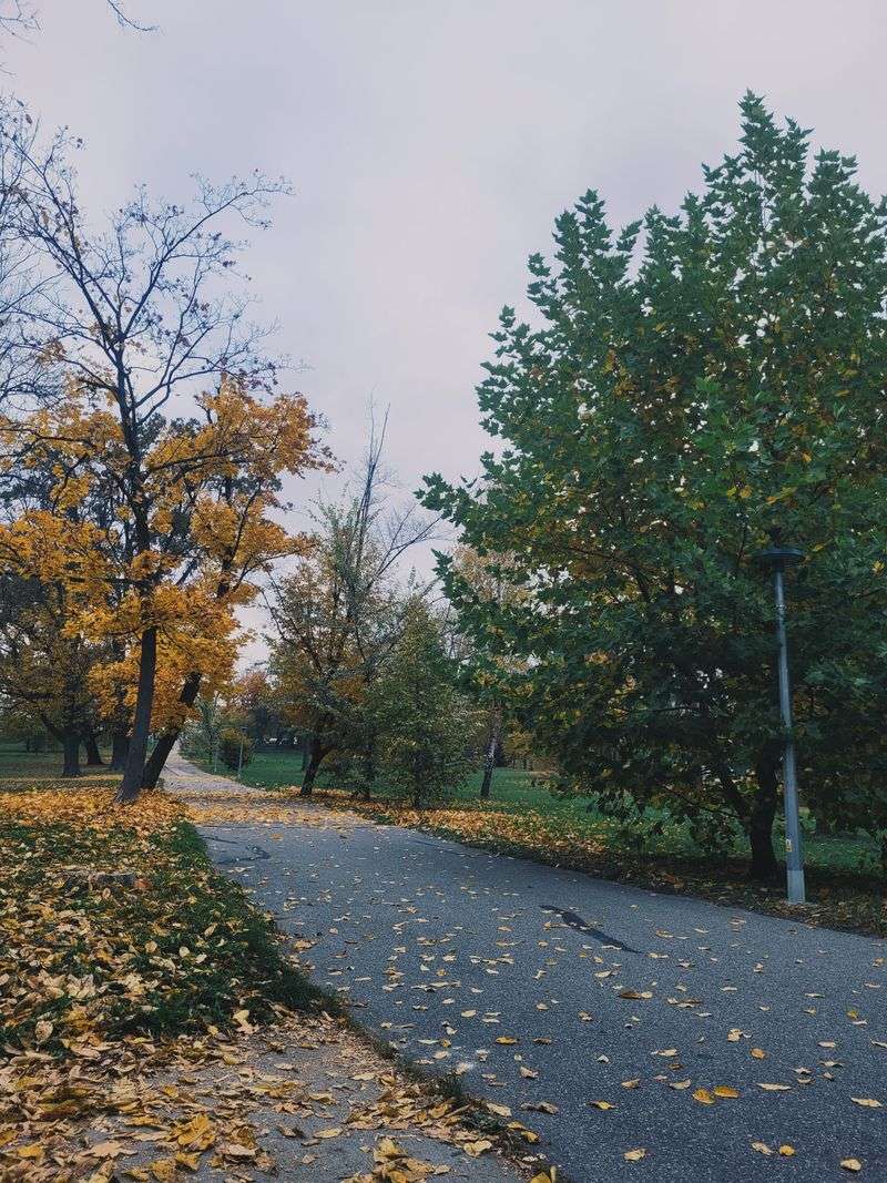 Trees Begin Dropping Leaves Across The Yard Trees Begin Dropping Leaves Across The Yard