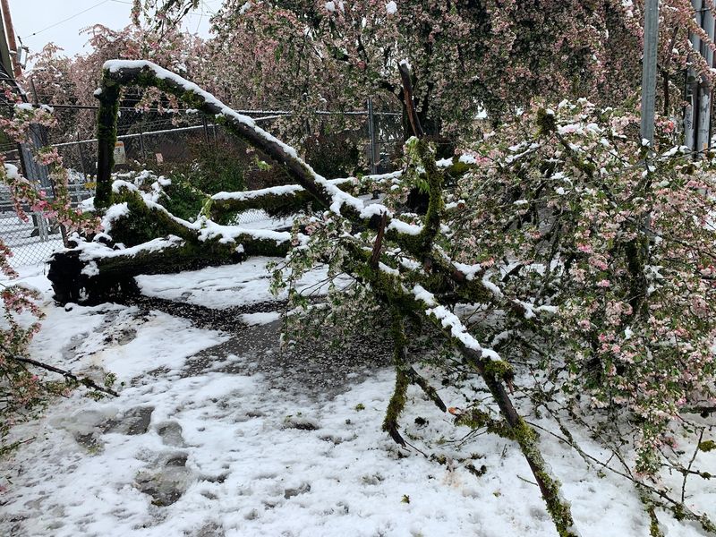 Trees Delay Entering Full Dormancy Trees Delay Entering Full Dormancy