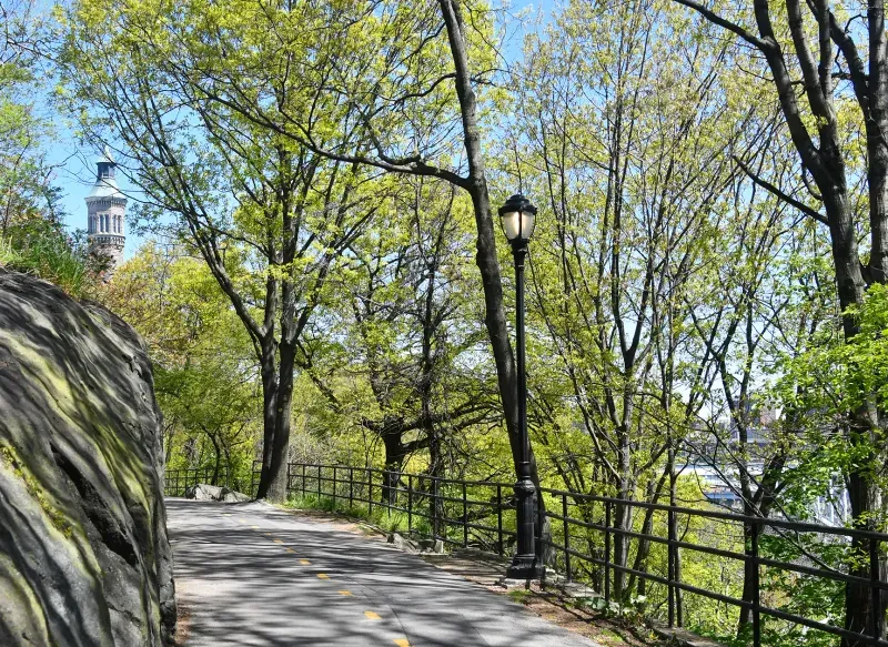 Trees Without Clear Evidence Of A Nutrient Deficiency