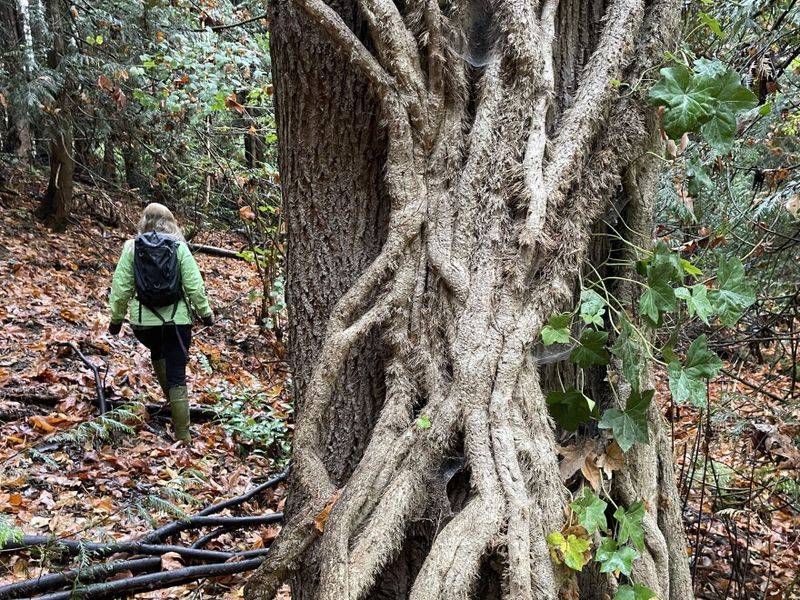 Trees require a boundary, not a dramatic tug-of-war Trees require a boundary, not a dramatic tug-of-war