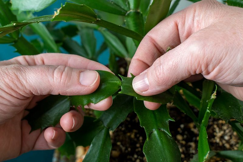 Trim Away The Troubled Stems